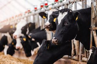 Pioneering a low-carbon future: transforming dairy with heat pump innovation 
