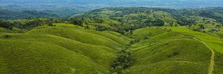 Vaillant: the green revolution of Caño Negro
