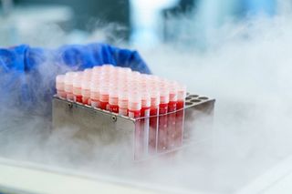 IIR Cryogenics 2025 Conference: Implementing the new EU SoHO regulation for tissue cryobanks