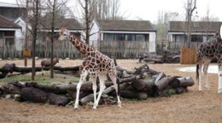 Mitsubishi Electric: Pure animal comfort at UK Savannah