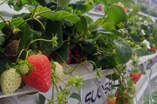 Panasonic Powers Vertical Strawberry Farm with PACi NX Low Temp Units