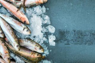 Marshall Islands: ice slurry system in tuna processing plant can reduce energy consumption by up to 40%