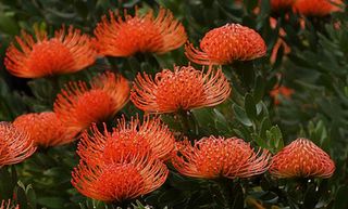 Postharvest recommendations for native Australian and South African ornamental plants and cut flowers