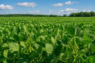 A new study explores affordable pathways to sustainable diets with lower cold chain climate impact