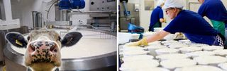 Trane: unlocking major efficiencies in dairy production processes through integrated thermal management systems