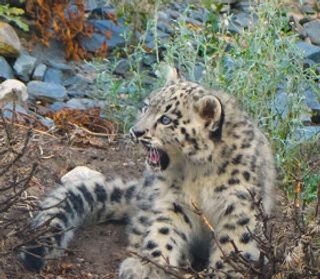 Mitsubishi Electric: heat pumps create cool retreat for Chester Zoo’s snow leopards