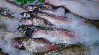 Sensing technologies and AI could transform frozen seafood quality monitoring